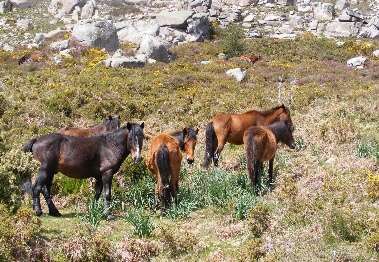 Casa rural em Campo do Gerês - Casa da Roseira T1