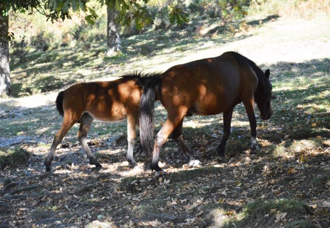 Casa rural em Gerês - Casa dos Bernardos T0