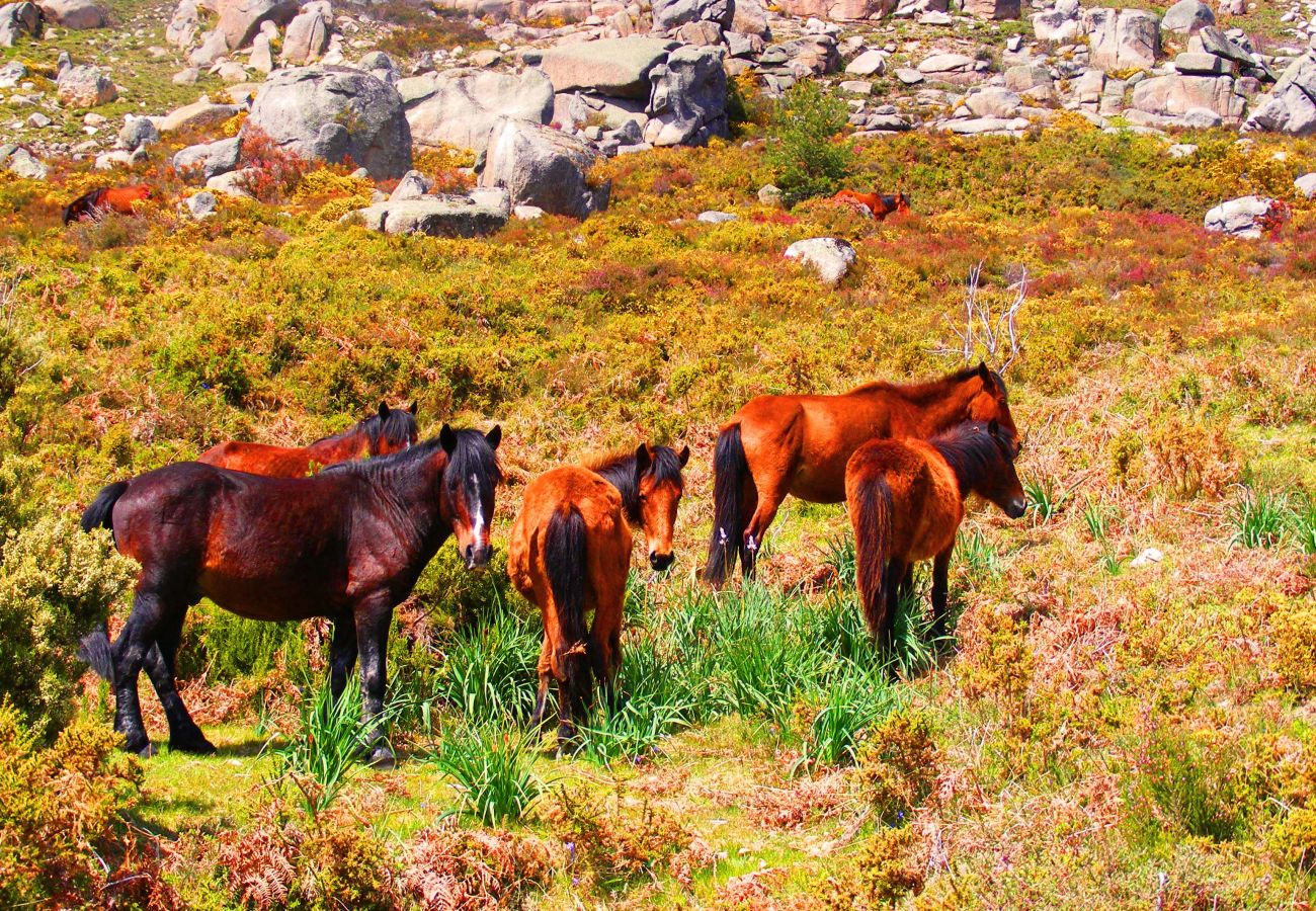 Casa rural em Gerês - Casa de Sá