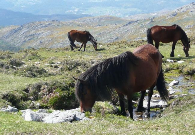 Casa rural em Sistelo - Casa da Avó Sistelo Casa rural em Sistelo - Casa da Avó Sistelo