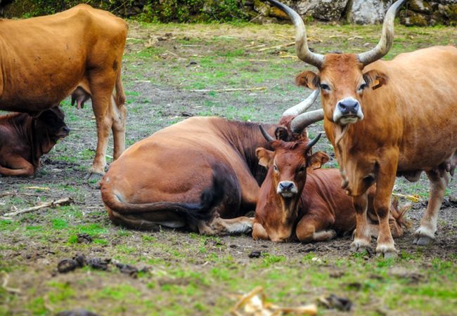 Casa rural em Vila Verde - Casa da Nóbrega Casa rural em Vila Verde - Casa da Nóbrega