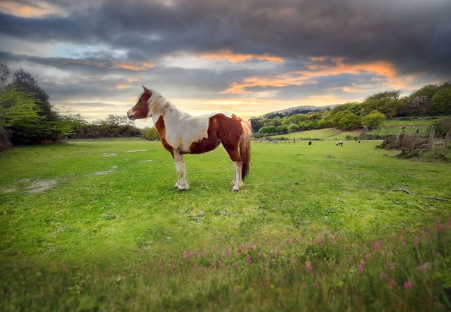 Casa rural em Vila Verde - Casa da Nóbrega Casa rural em Vila Verde - Casa da Nóbrega