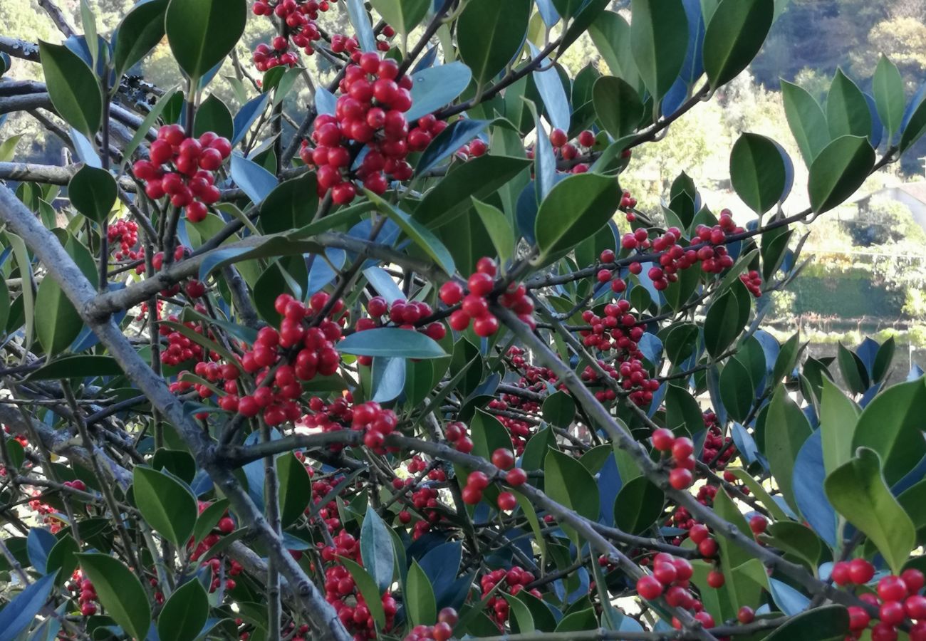 Casa rural em Gerês - Tea House Gerês Hipericão