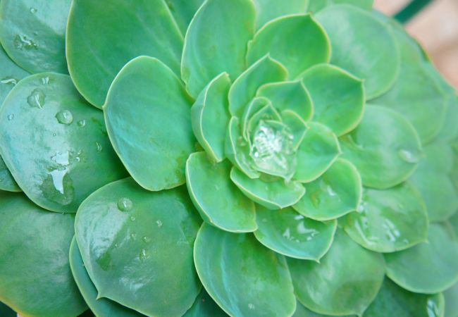 House in Gerês - Casa da Igreja Gerês House in Gerês - Casa da Igreja Gerês