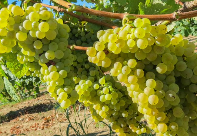 Cottage in Amares - Casa do Garrafas - Casa Lata Cottage in Amares - Casa do Garrafas - Casa Lata