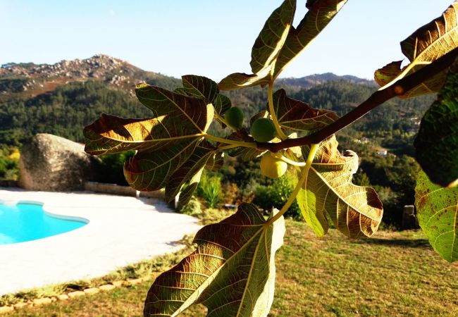 House in Vieira do Minho - Casa da Nogueira - Quinta Cercas da Costa House in Vieira do Minho - Casa da Nogueira - Quinta Cercas da Costa