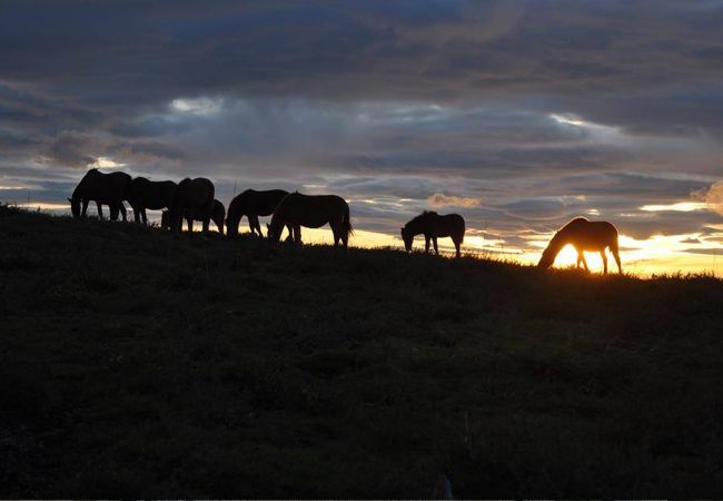 Cottage in Vila Verde - Casa da Nóbrega Cottage in Vila Verde - Casa da Nóbrega