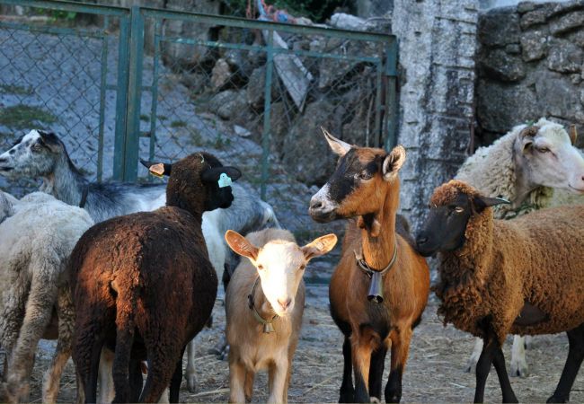 Cottage in Vila Verde - Casa da Nóbrega Cottage in Vila Verde - Casa da Nóbrega