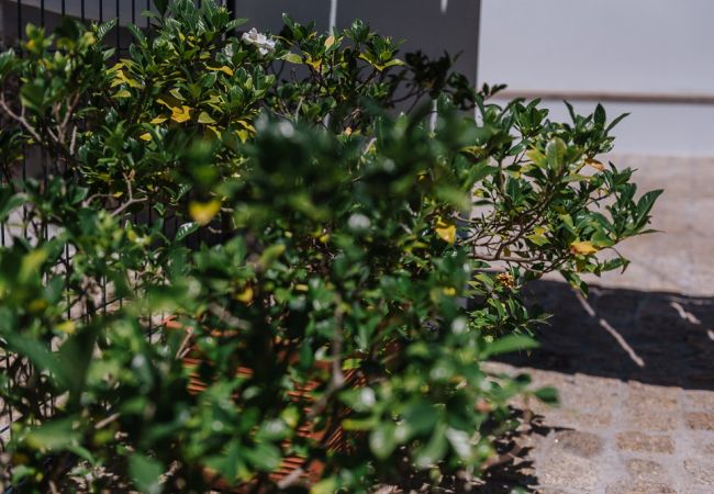 House in Vieira do Minho - Vieiras Guest House House in Vieira do Minho - Vieiras Guest House