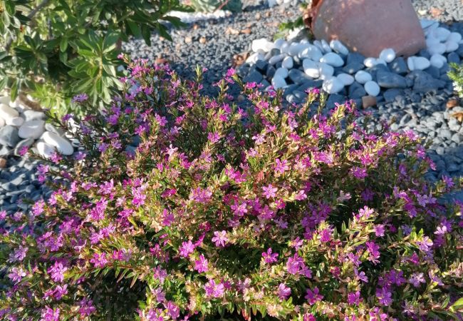 House in Terras de Bouro - Casa de Férias Parque da Peneda Gerês  2 House in Terras de Bouro - Casa de Férias Parque da Peneda Gerês  2