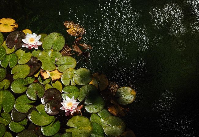 House in Vila Verde - Quinta da Ponte House in Vila Verde - Quinta da Ponte