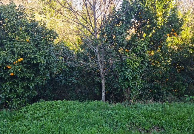 House in Gerês - Abadia House - Gerês House in Gerês - Abadia House - Gerês