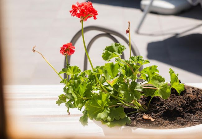 Maison à Campo do Gerês - Casa Montanha Gerês II Maison à Campo do Gerês - Casa Montanha Gerês II