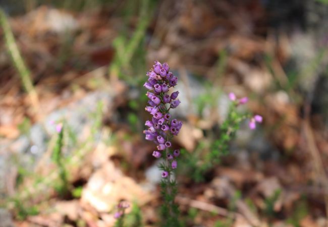 Gîte Rural à Terras de Bouro - Casa da Mota Gîte Rural à Terras de Bouro - Casa da Mota