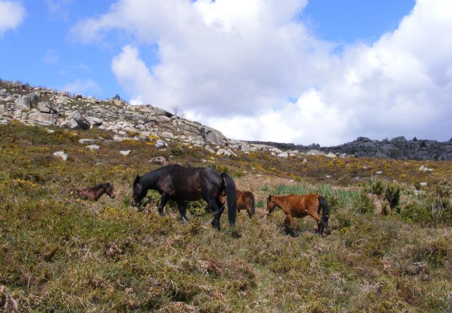 Gîte Rural à Terras de Bouro - Casa da Mota Gîte Rural à Terras de Bouro - Casa da Mota