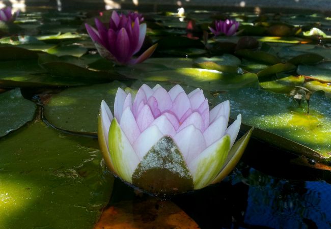 Maison à Arcos de Valdevez - Casa Adega T1 - Quinta do Toural Maison à Arcos de Valdevez - Casa Adega T1 - Quinta do Toural