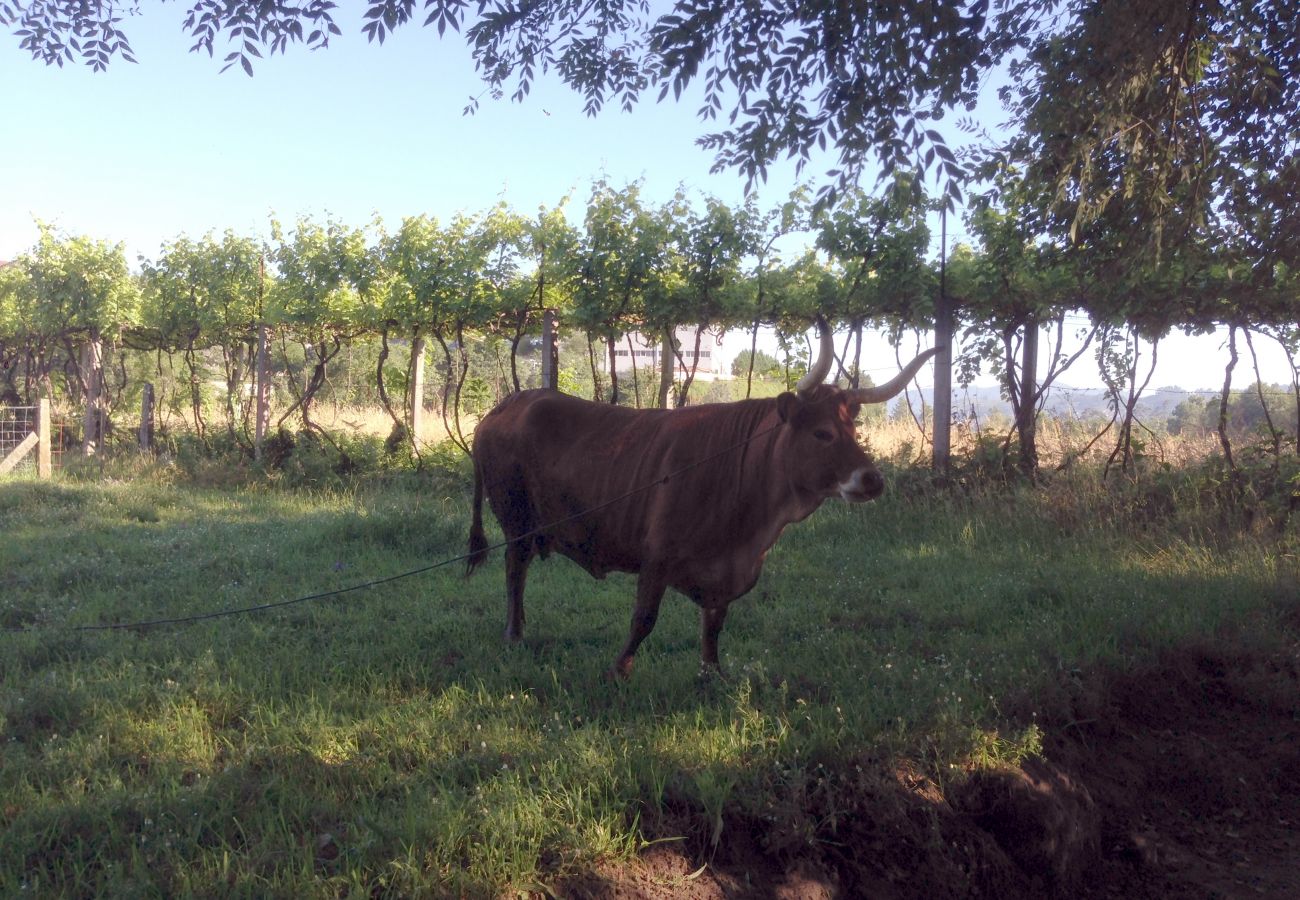 Gîte Rural à Sistelo - Casa do Avô Sistelo