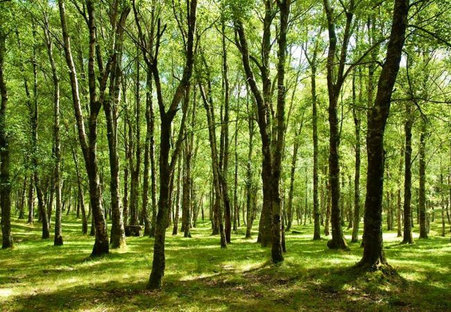 Bungalow à Lamas de Mouro - Bungalows da Peneda Bungalow à Lamas de Mouro - Bungalows da Peneda