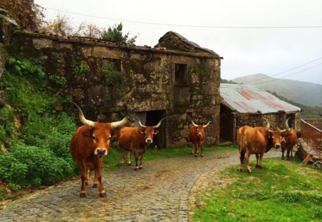 Gîte Rural à Arcos de Valdevez - Casa do Ramiscal - Eido do Pomar