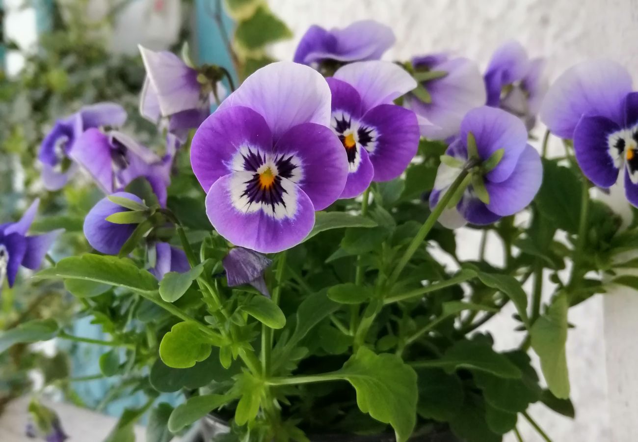 Gîte Rural à Gerês - Tea House Gerês
